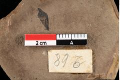 Foto (Detailansicht) von Rhytisma parschlugianum Ettingshausen (NHMW-GEO-2024-0188-0089b)